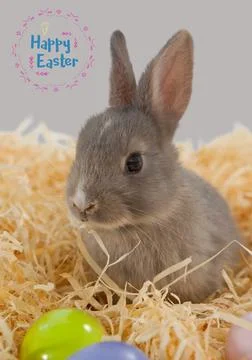 Happy easter text in pink frame and easter bunny in straw on grey background Stockfoto's