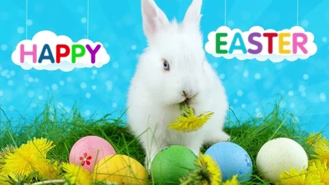 Happy Easter title animation, little rabbit eating a dandelion near Easter eggs Stock Footage 73325589