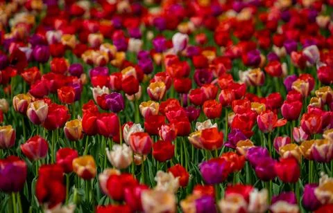 Happy Easter. Tulips creating a red background. Spring season background. Spring Stock Photos