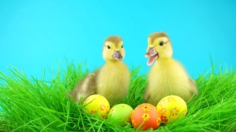 Happy Easter, two sweet little ducklings near Easter eggs Stock Footage 72735655