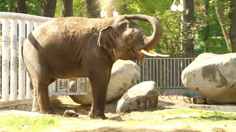 Happy Elephant calf Stock Footage 23093785