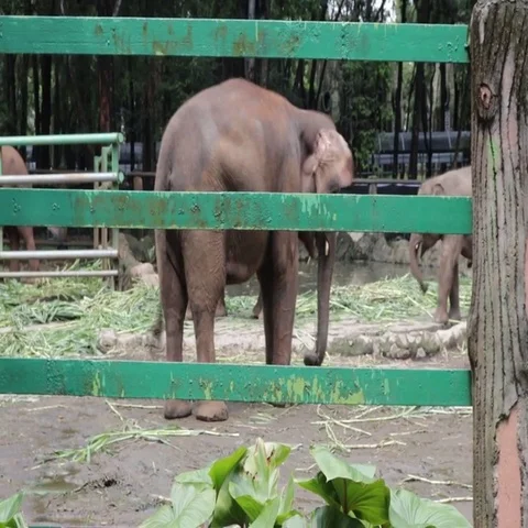 Happy elephant inside compound cage Stock Footage 69537403