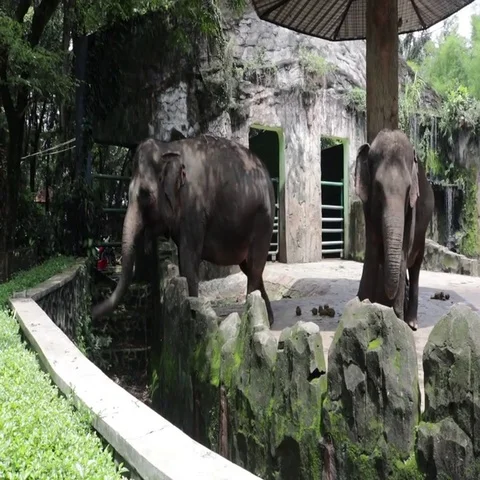 Happy elephant inside compound cage Stock Footage 69538583
