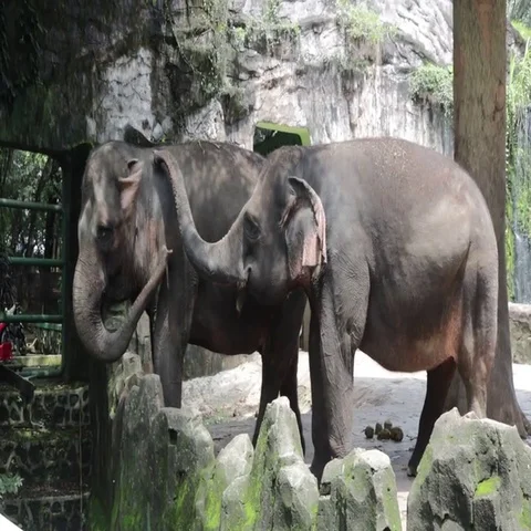 Happy elephant inside compound cage Stock Footage 69538681
