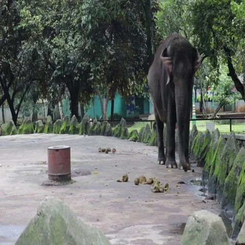 Happy elephant inside compound cage Stock Footage 69538921