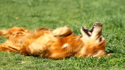 Happy English cocker spaniel Stock Footage 22992546