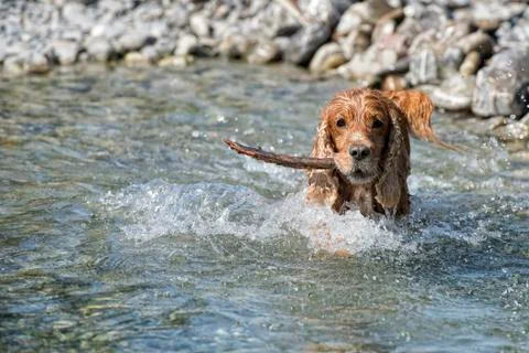 Happy english cocker spaniel while playing in the river Stock Photos