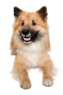 Happy Eurasier dog Stock Photos