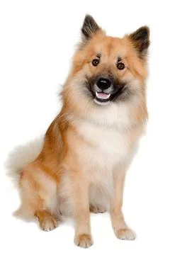 Happy Eurasier dog Stock Photos