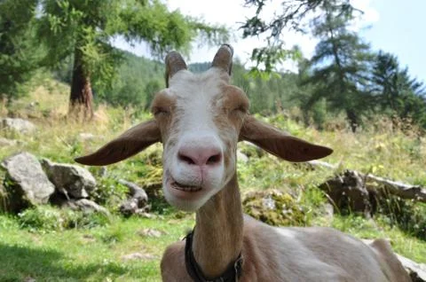 The happy expression of a mountain goat Stock Photos