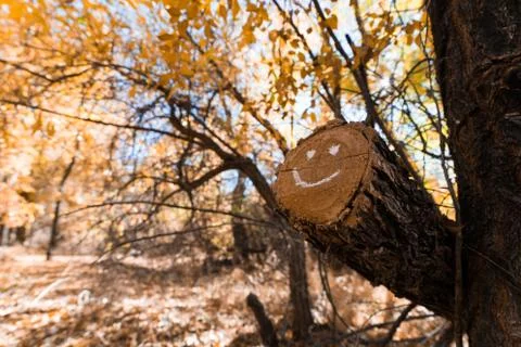 HAPPY FACE LOG Stock Photos