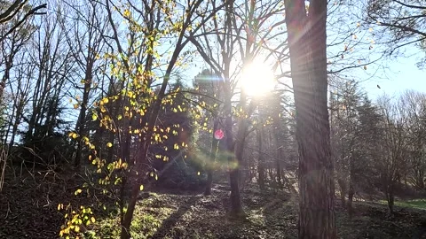 Happy Fall Sun Light Sky Background Stock Footage 339956902