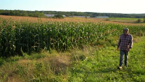 Happy farm Stock Footage 161268121