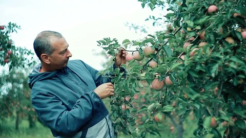 A happy farmer in an Apple orchard is checking his crop of red apples Stock Footage 94610120