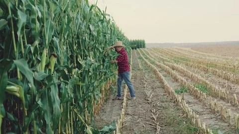 Happy farmer checking and shows the good corn harvest 4K Video stock 80969289