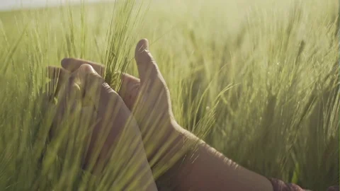 Happy farmer checking cereal blades in field Stock Footage 89495762