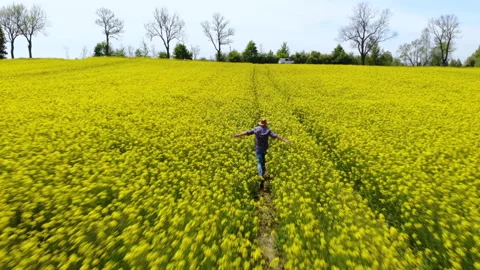 Happy Farmer in Hat Running in Rapeseed Field and Examining Crop. Aerial View Video stock 132045387