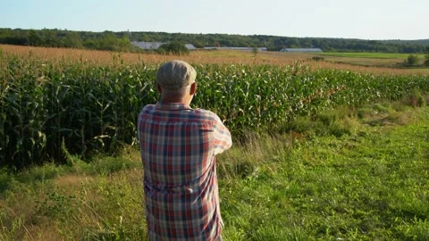 A happy farmer looking out over his corn crops. Video stock 161337181