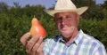 Happy Farmer Man Recommend Best Vitamins Fruit Dessert Fresh Sweet Ripe Red Pear 4k or 4k+ Resolution