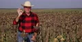 Happy Farmer Presentation with Best Sunflower Farm Production Showing Ok Gesture 4k or 4k+ Resolution