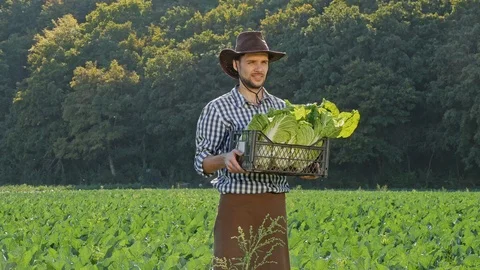 A happy farmer shows at camera a crate of fresh cabbages at his plantation. Stock Footage 99963358