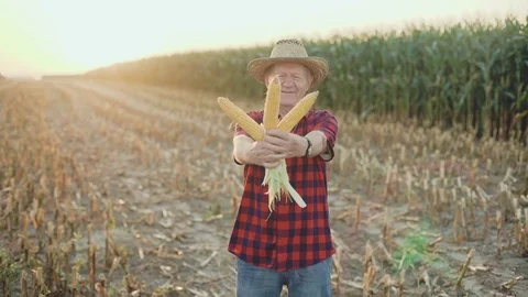 Happy farmer shows the good corn harvest at camera 4K 스톡 동영상 80969648