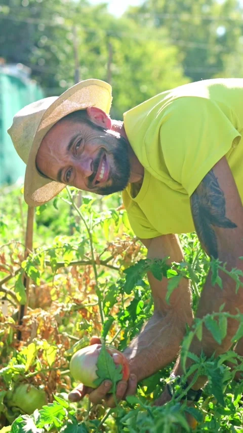 Happy farmer smiling while harvesting ripe fresh organic tomatoes Stock Footage 320856396