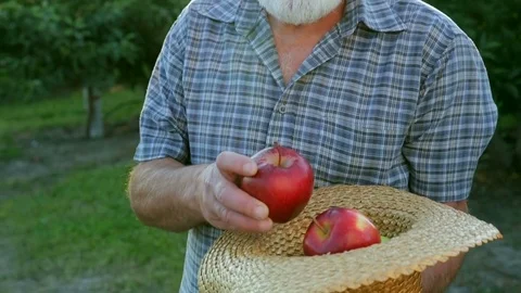 Happy farmer sniffs the red apple of a new crop Stock Footage 78562737