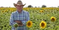 Happy Farmer Speaking Success Business Sunflower Crop Agronomy Record Culture 4k or 4k+ Resolution