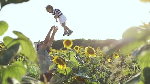 Happy father throws up a little boy in a large field with sunflowers. Stock Footage 98628126