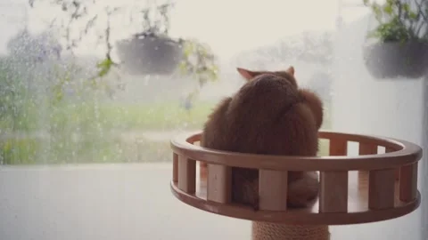 Happy feeling with british cat see rain drop on window in living room Stock Footage 282700543