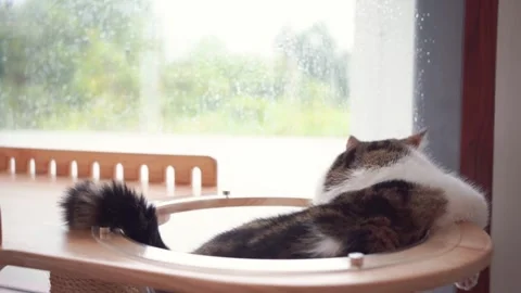 Happy feeling with scottish cat see rain drop on window in living room Stock Footage 282700549