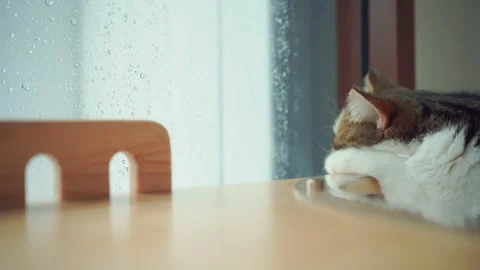 Happy feeling with scottish cat see rain drop on window in living room Stock Footage 282701097