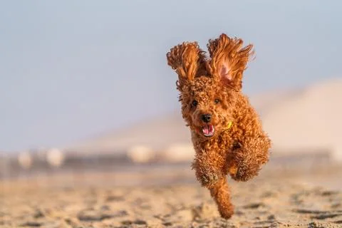 Happy fluffy cockapoo dog running along the shore of a beach at sunrise Stock Photos