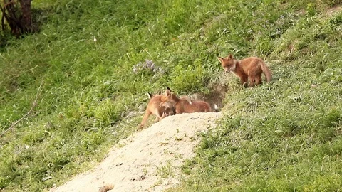 Happy fox youngsters ( Vulpes ) Stock Footage 80990364
