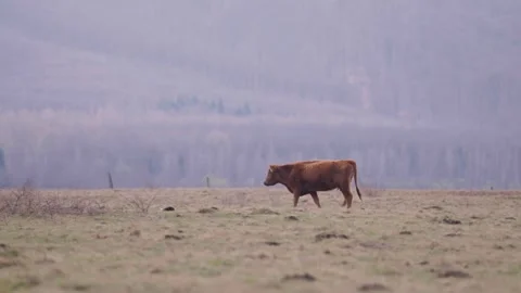 Happy free cattle ranching Stock Footage 290201177
