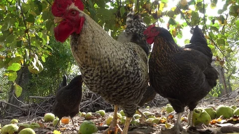 Happy free range chickens on an organic farm Stock Footage 96843953