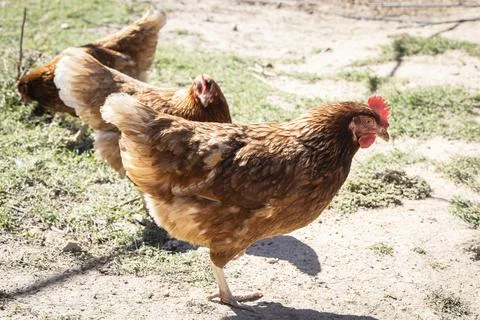 Happy Free-Range Chickens Outdoors Stock Photos