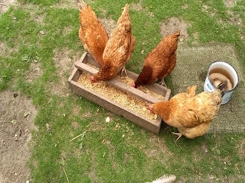 Happy free range hens flock in private yard Stock Footage 80920934
