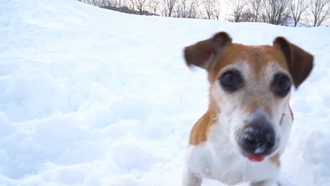 Happy funny dancing dog. barking in a snowy glade. DLSR camera slow motion video Vídeo Stock 87410843