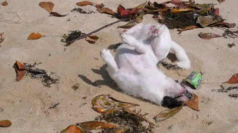 Happy Funny Dog on the Beach Stock Footage 66552653