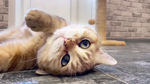 Happy ginger cat lying on back. Stock Footage 194628186