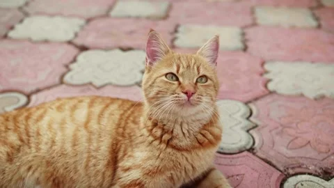 Happy ginger cat lying on back. Red British Chinchilla cat having rest. Stock Footage 222777200