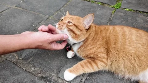 Happy ginger cat receiving chin scratch Stock Footage 277487510