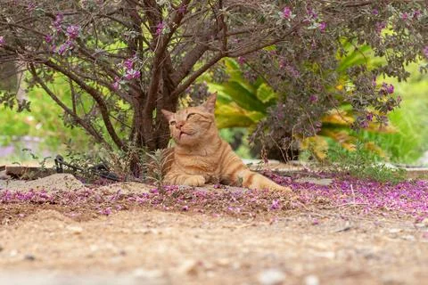 Happy ginger cat under a tree looking calm. Stock Photos