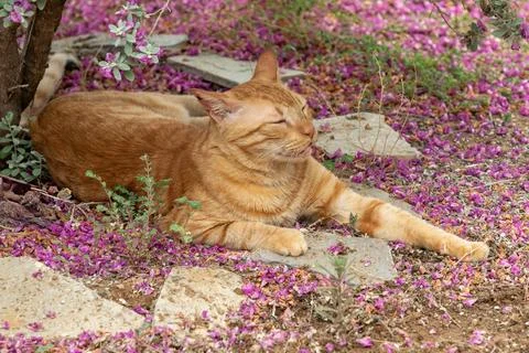 Happy ginger cat under a tree resting looking calm. Stock Photos