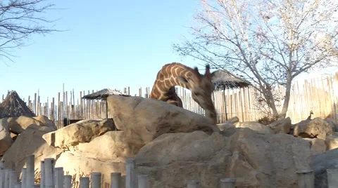 Happy Giraffe Video stock 1065041