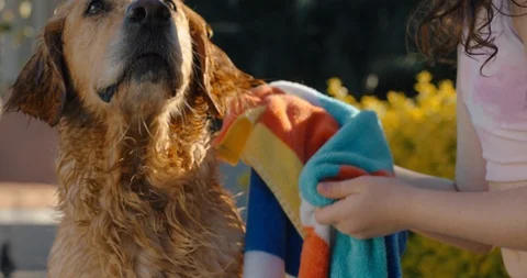 happy girl drying wet dog with towel Stock Video Pond5