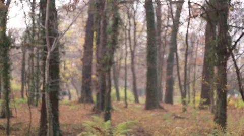 Happy girl having fun throwing leaves in the air Stock Footage 59553845