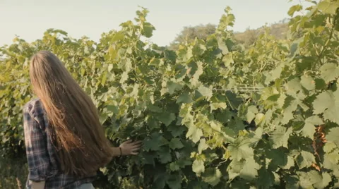 Happy girl touches the vine Stock Footage 59381947